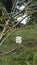 A pair of blooming white frangipani flowers