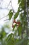 Pair Of Blooms On A Trumpet Vine