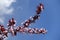 Pair of blossoming branches of Prunus pissardii against the sky