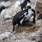 Pair of blue-eyed cormorants or blue-eyed shags feeding one of the two chicks with head over partner, New Island, Falkland Islands