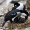 Pair of blue-eyed cormorants or blue-eyed shags feeding one of the two chicks New Island, Falkland Islands