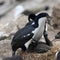 Pair of blue-eyed cormorants or blue-eyed shags with two chicks begging for feeding on New Island, Falkland Islands