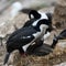 Pair of blue-eyed cormorants or blue-eyed shags with two chicks begging for feeding on New Island, Falkland Islands