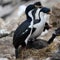 Pair of blue-eyed cormorants or blue-eyed shags with two chicks begging for feeding on New Island, Falkland Islands