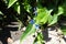 Pair of blue flowers of Commelina communis