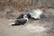 Pair of Blue Footed Boobie (Sula nebouxi)