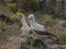 Pair of Blue Footed Boobies