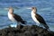 Pair of Blue Footed Boobies