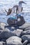 Pair of Blue-footed Boobies by the Sea 4