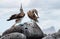 Pair of Blue-footed Booby (Sula nebouxii)