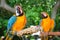 A pair of blue and gold macaws. One is in the foreground while another in the back