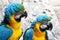 Pair of blue-and-gold macaws perching together.