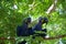 A pair of  blue hyacinth or hyacinthine macaws Anodorhynchus hyacinthinus,  sitting next to each other on a tree branch between