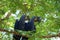 A pair of  blue hyacinth or hyacinthine macaws Anodorhynchus hyacinthinus,  sitting next to each other on a tree branch between