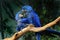 Pair of blue hyacinth macaw Anodorhynchus hyacinthinus perched on branch touching beaks. The largest macaw and flying parrot