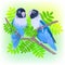 Pair of blue masked lovebirds