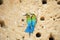 Pair of Blue Tailed Bee Eater