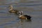 Pair of Blue-winged Teal, Anas discors swimming