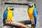 A pair of blue-yellow parrots (ara,macaws) sitting on a baranch in jungle