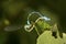 Pair of bluet damselflies mating in New London, New Hampshire.