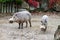 Pair of boars with white furry snouts