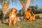 Pair of Boerboel dogs on banks of Orange River