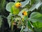 Pair of Bonaire Parrots Amazona barbadensis, eating fruit, Bonaire