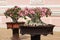 Pair of Bonsai trees in pots