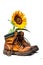 A pair of boots with a sunflower sticking out of them. Generative AI image.