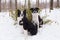 Pair of border collie dogs sitting in snow looking up with patient expression in front of evergreen bush