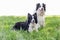 Pair of Border Collie is sitting at the meadow