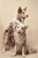 A pair of Border Collies poses, one atop the other, in a studio setting