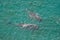 A pair of bowhead whales off the coast. View from above