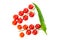 Pair of branches bunch of cherry tomato red with green hot pepper hot sauce design menu