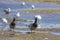 Pair of Brant Geese Walking through Mud
