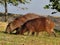 A pair of brazilian capybaras eating in a meadow