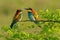 Pair of bright colorful bee-eater birds