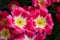 A pair of bright crimson tulips. Top view.
