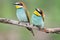 Pair of bright cute birds sitting near