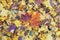 Pair of bright fallen autumn maple leaves on the ground on background variety of other colorful leaves. Seasons