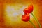 Pair of bright red orange tulips against abstract grunge background