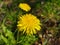 A pair of bright yellow dandelions