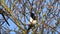 Pair of british magpie birds perching in tree