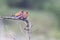 Pair of Broad Billed Rollers sitting on a branch