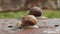 Pair of Brown Burgundy Roman Snail or Slug Racing Outdoors