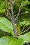 A pair of Brown Daddy Long Legs on plant stem in the forest