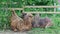 Pair of brown dromedary camels sit in green garden