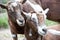 Pair of brown goats snuggling