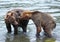 Pair of brown grizzly bears fighting in a flowing river
