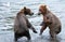 Pair of brown grizzly bears fighting in a flowing river